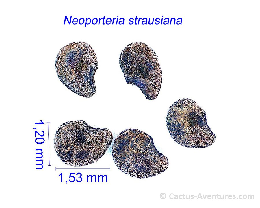 Neoporteria strausiana (Pyrrhocactus sanjuanense) PG